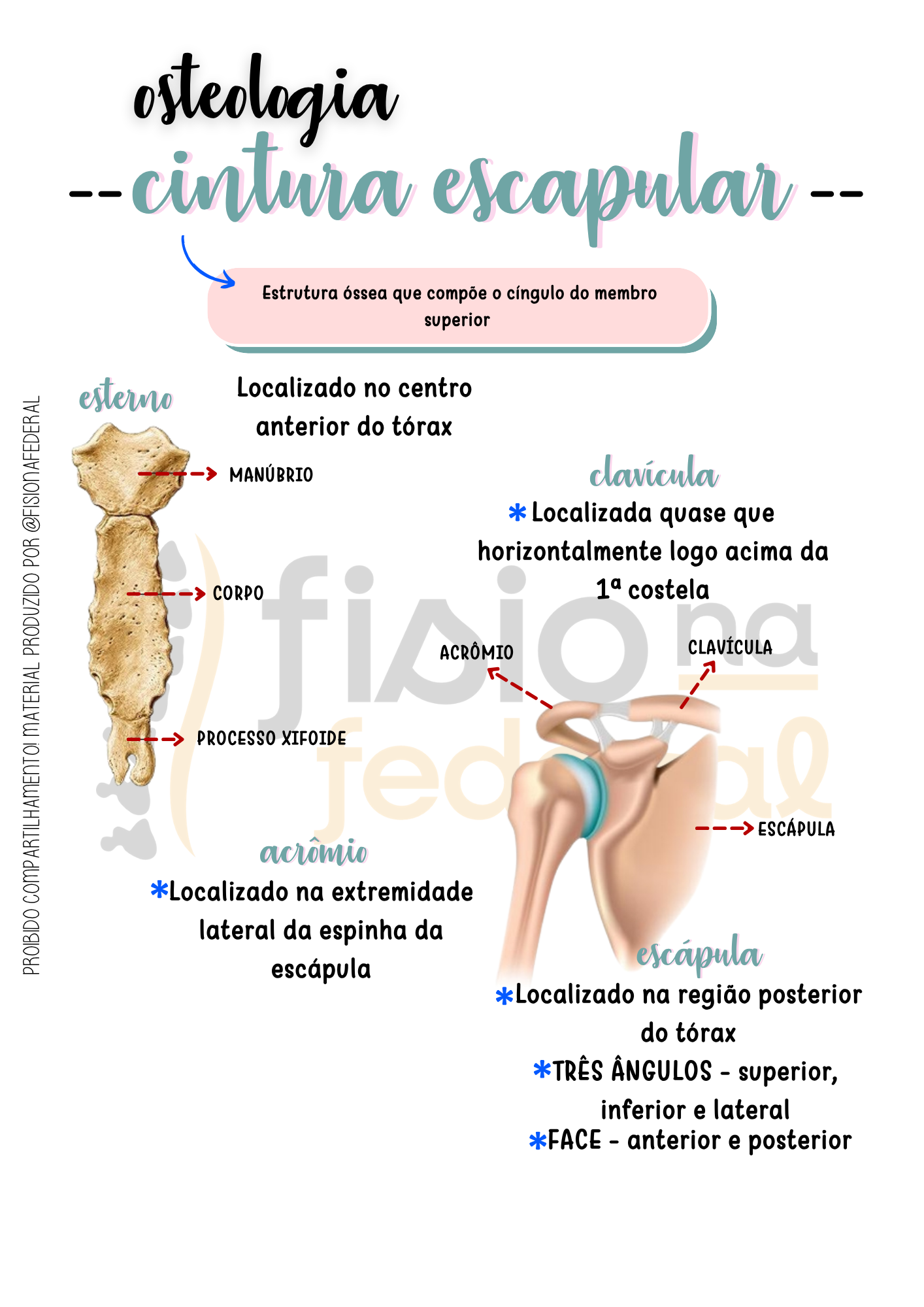 Página do material - Osteologia