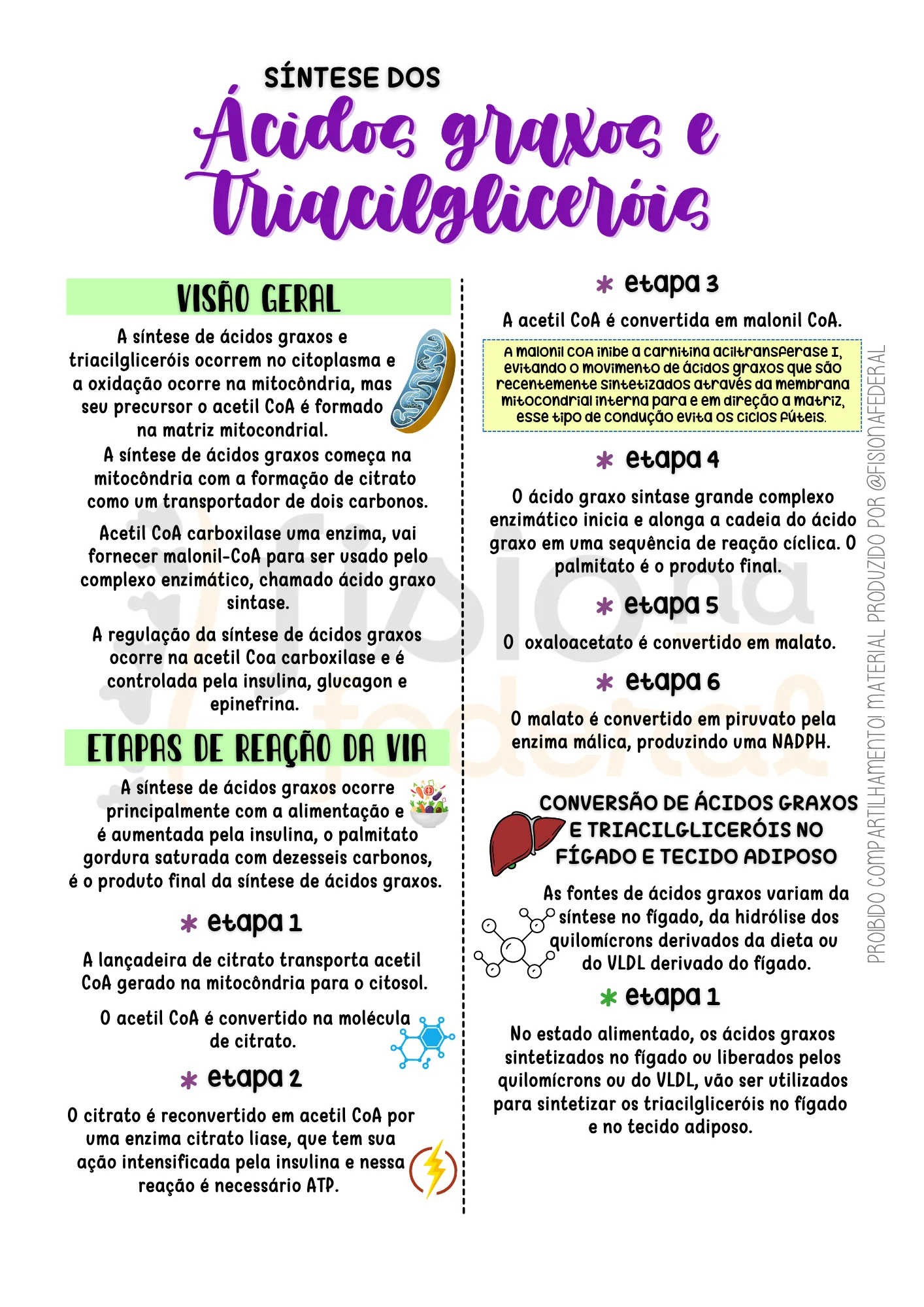 Página de Síntese de Ácido Graxo e Triacilglicerol