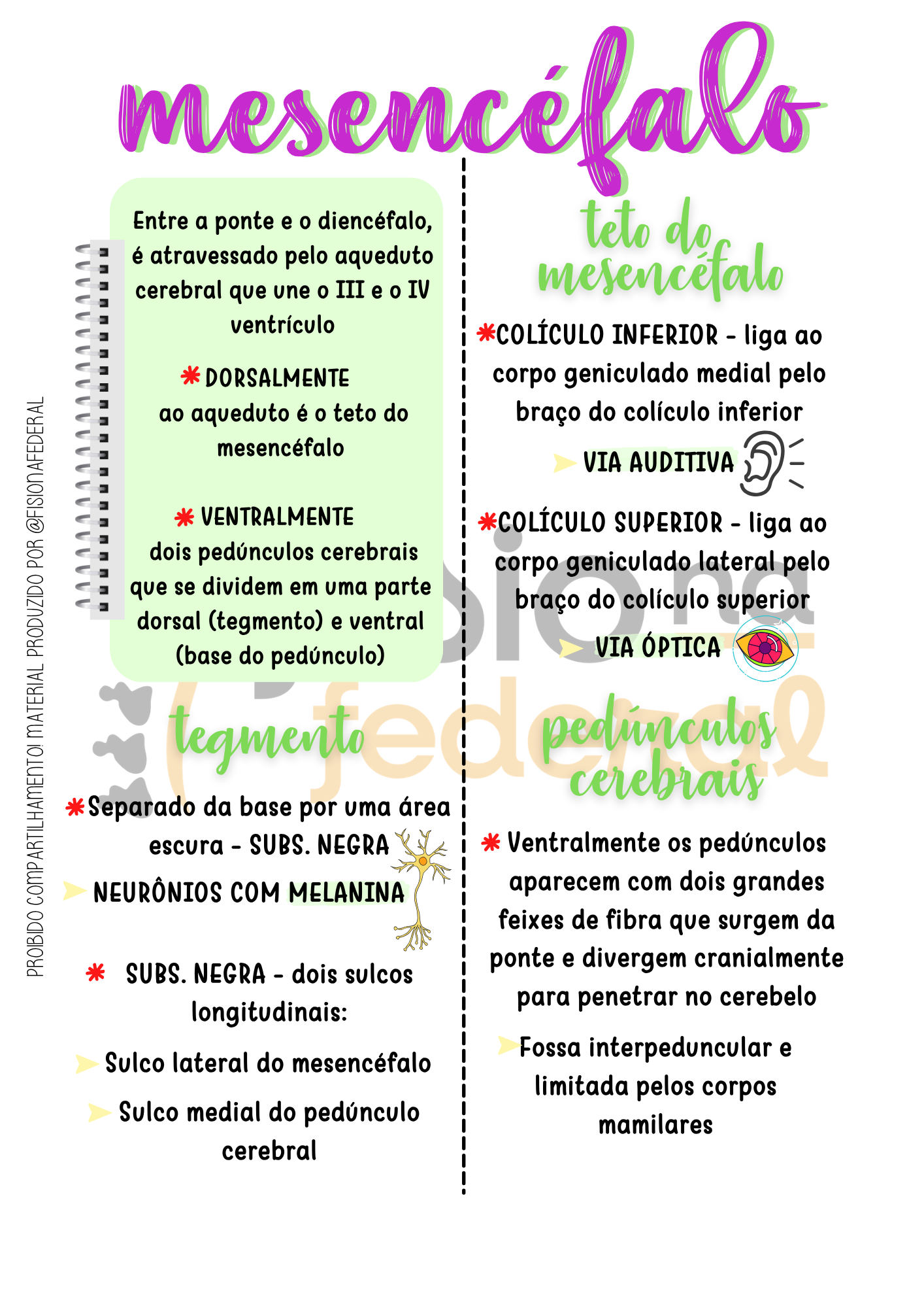 CEREBELO