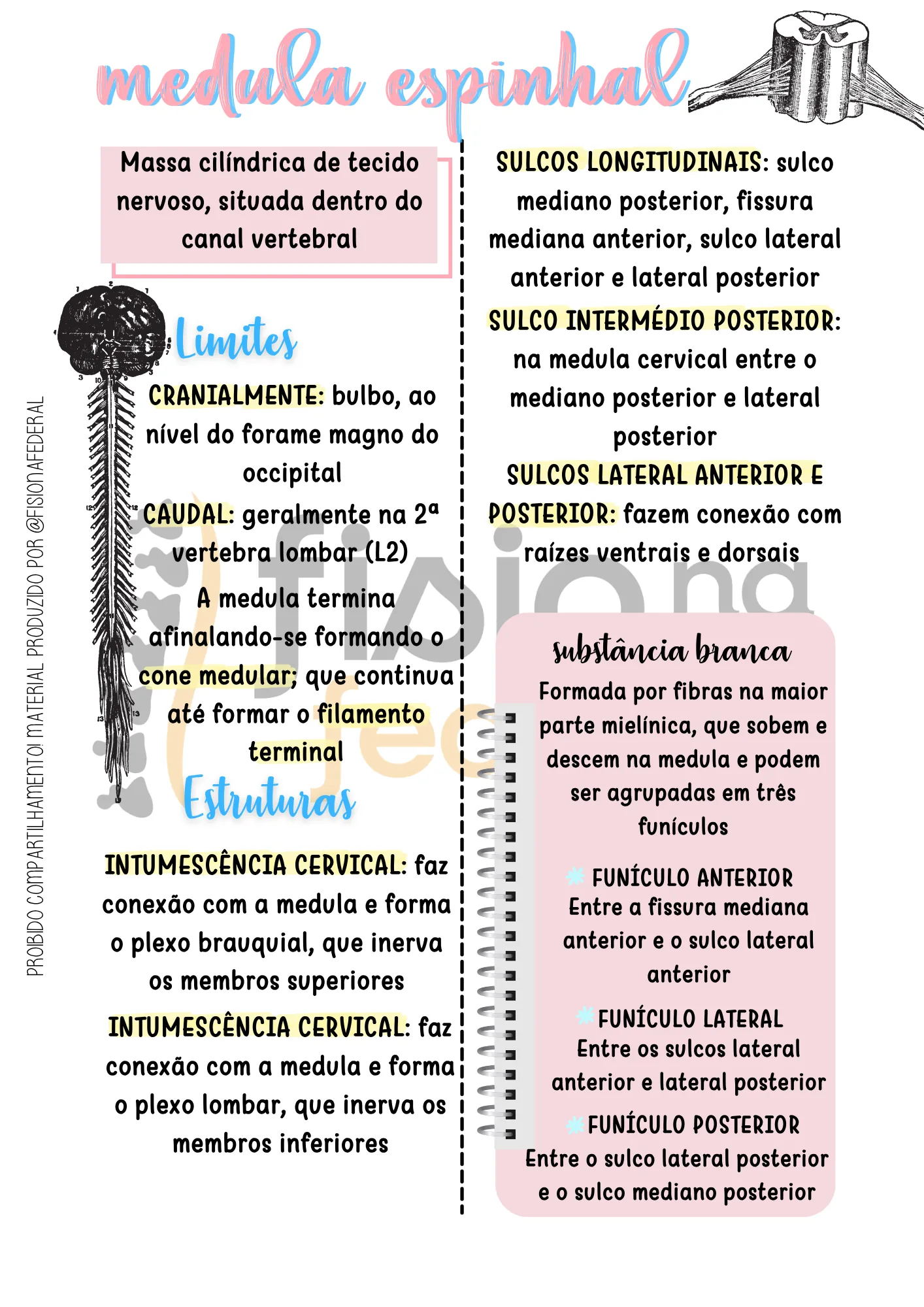 Página de Medula espinhal